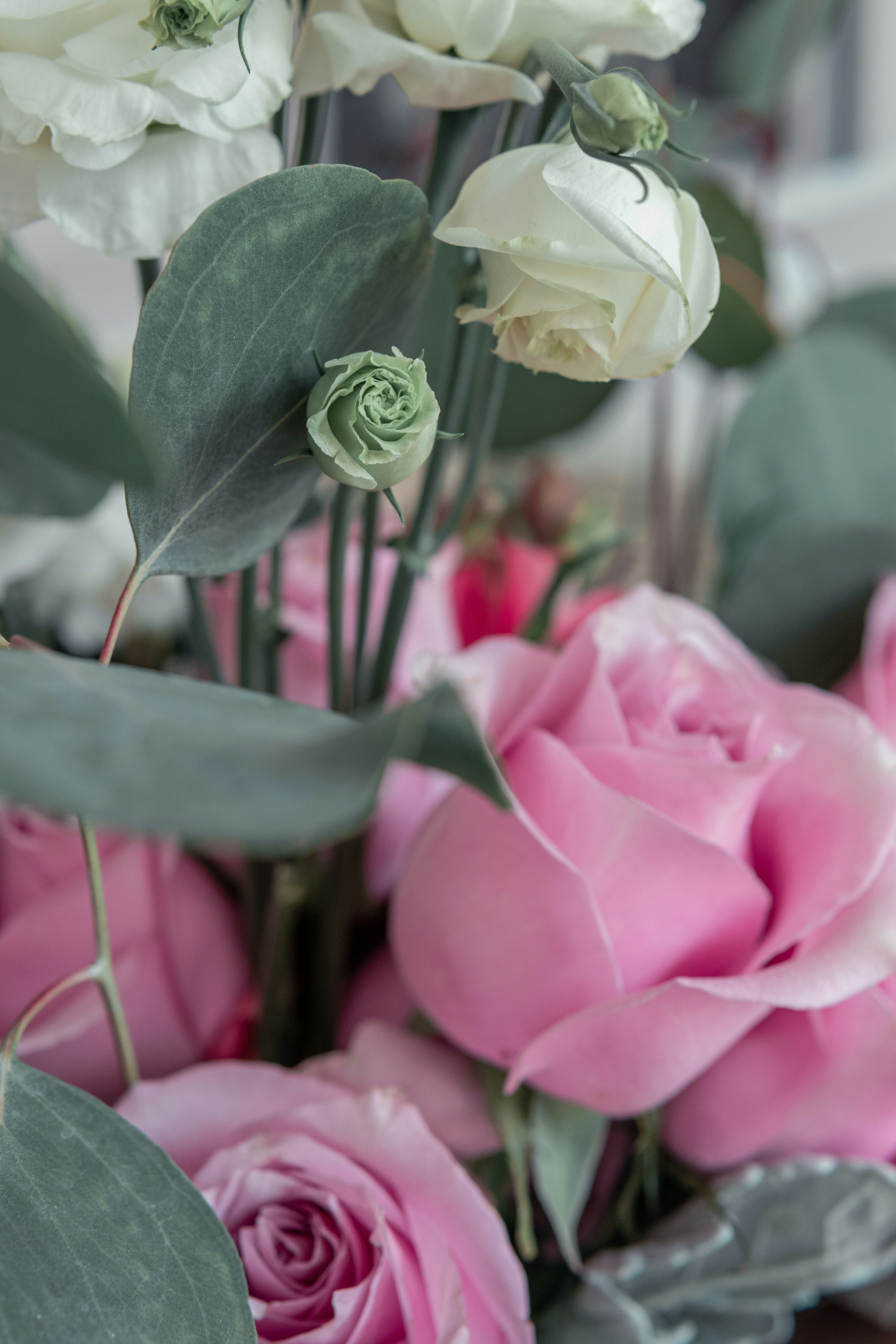 pink roses in bloom during daytime